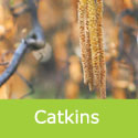 Mature Dragons Claw Corkscrew Salix Matsudana Tortuosa Catkins